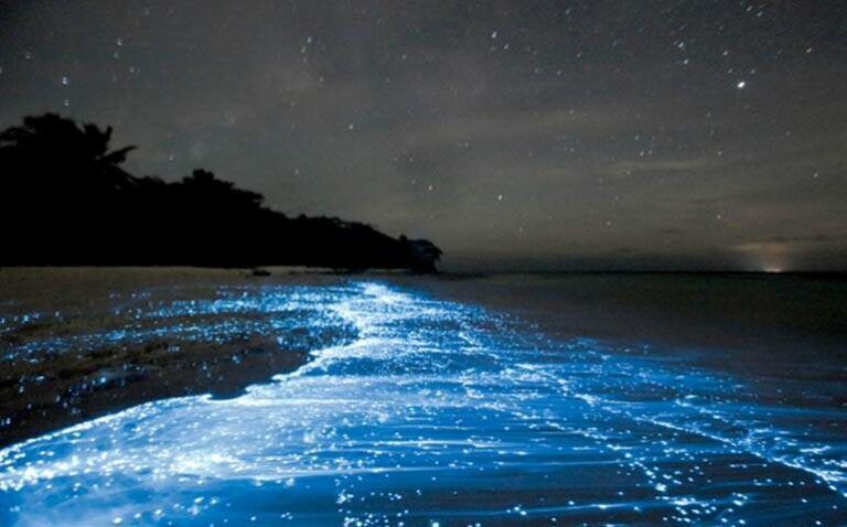 puerto-rico-vieques-bioluminescent-bay